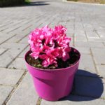 Azalia japońska "Melina"