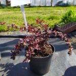 Berberys "Harlequin"