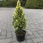 Świerk Conica 'Daisy White'