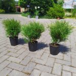 Thuja 'Mr Bowling Ball'