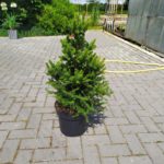 Świerk Will`s Zwerg