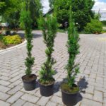 Cis pośredni 'Wojtek'