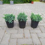 Jałowiec "Blue Star"