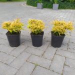 Tuja "Golden Tuffet"