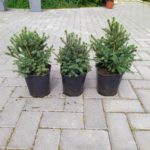 Świerk 'Echiniformis'