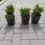 Świerk 'Nidiformis'